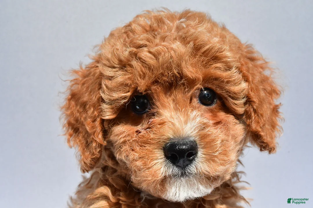 Cavapoo dogs for sale: Lexi - Ad 2