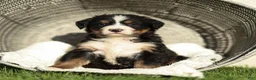 Bernese Mountain Dog dogs for sale: Jasper Bernese Mountain Dog  - Ad 3