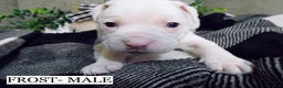American Pit Bull Terrier dogs for sale: FROST - Ad 3