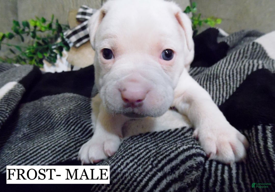 American Pit Bull Terrier dogs for sale: FROST - Ad 3