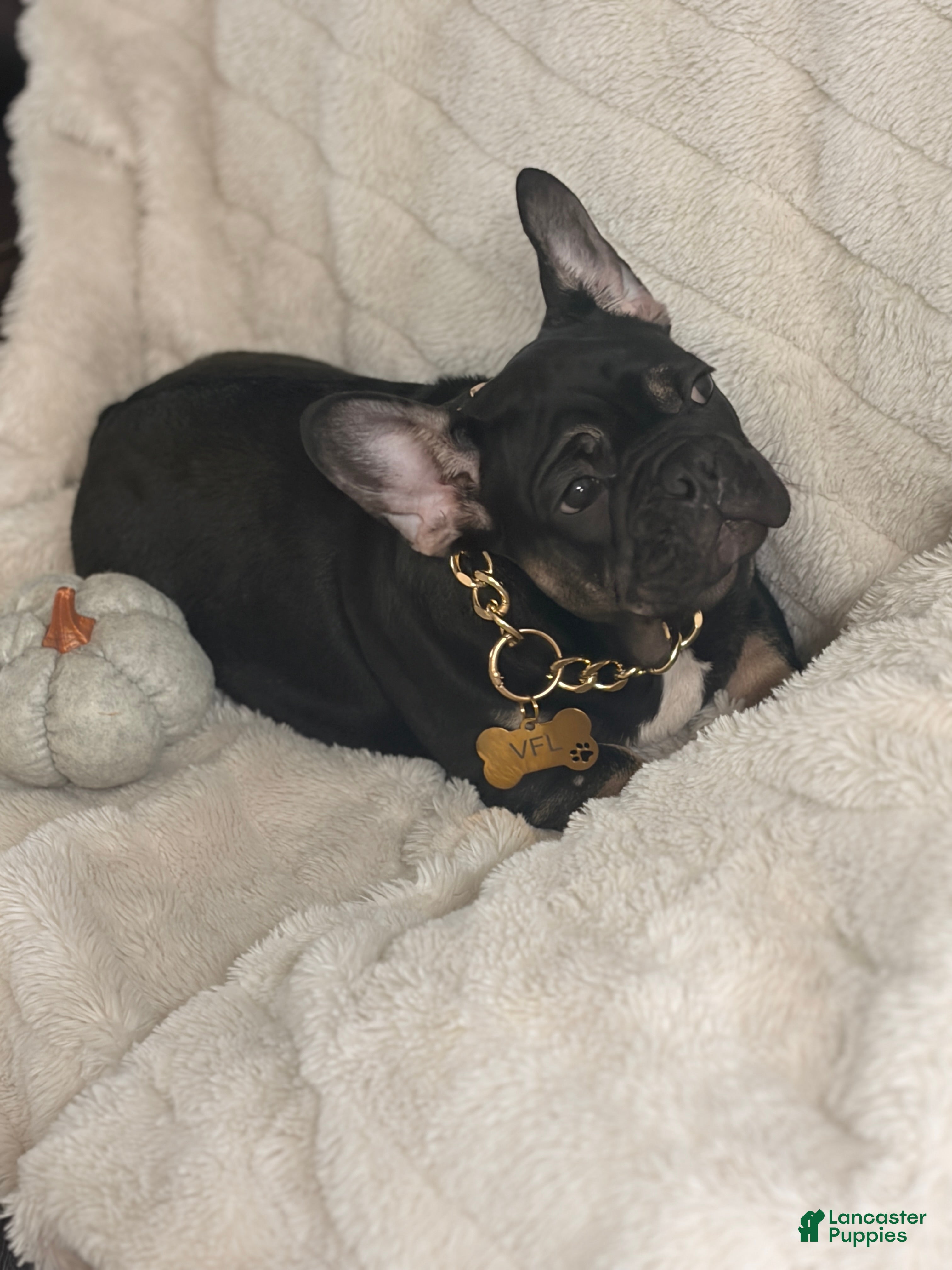 French Bulldog dogs Ollie - Ad 12