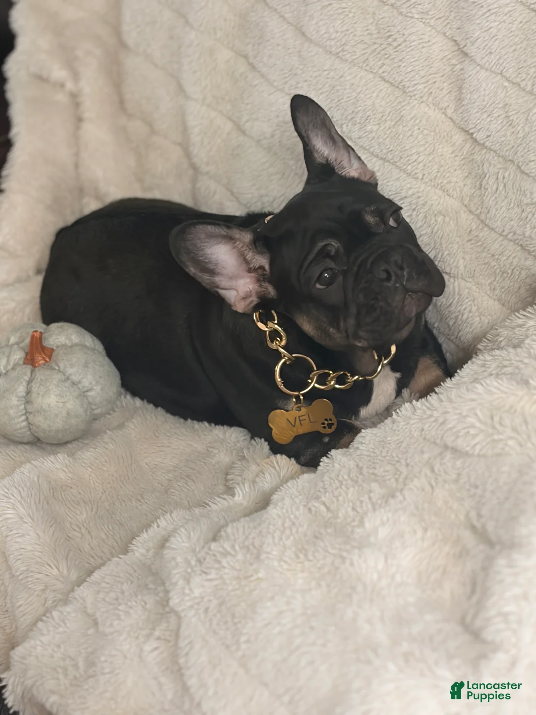 French Bulldog dogs for sale: Ollie - Ad 1