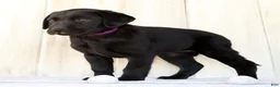 Labrador Retriever dogs for sale: Ariel - Ad 5