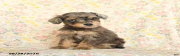 Mini Goldendoodle dogs for sale: Olivia - Ad 4