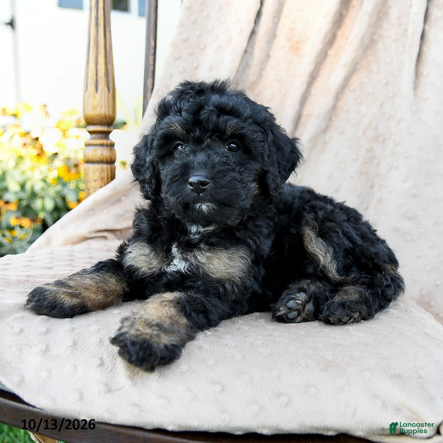 Mini Bernedoodle dogs for sale: Tracker - Ad 2