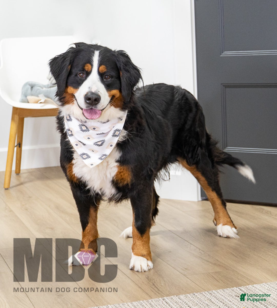 Mini Bernedoodle dogs for sale: Mable - Ad 4