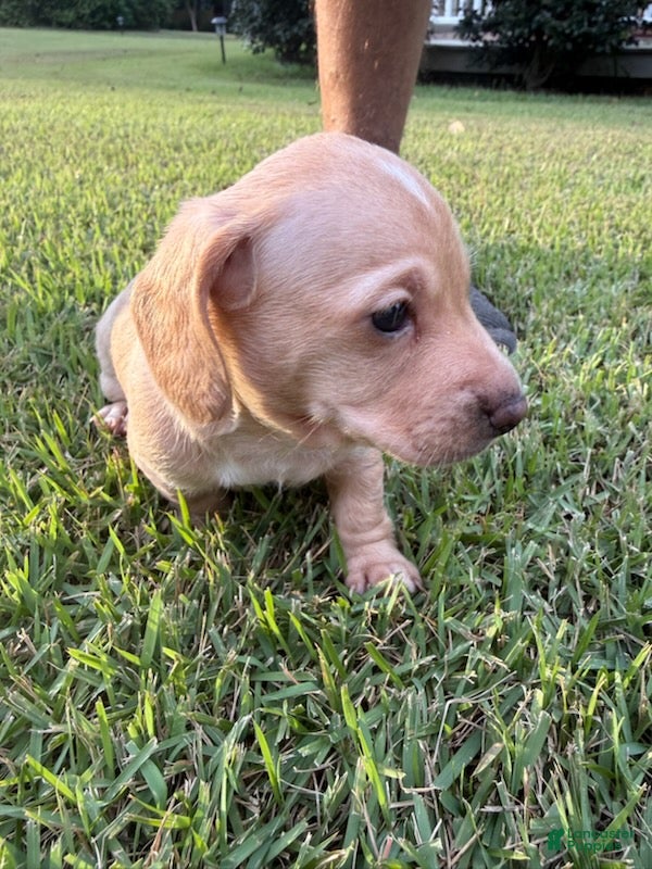 Miniature Dachshund dogs for sale: Moonpie - Ad 2