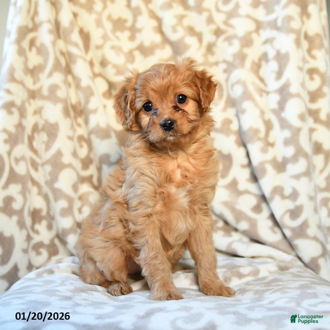 Cavapoo dogs for sale: Caramel - Ad 3