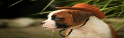 Boxer dogs for sale: Burke - Ad 7