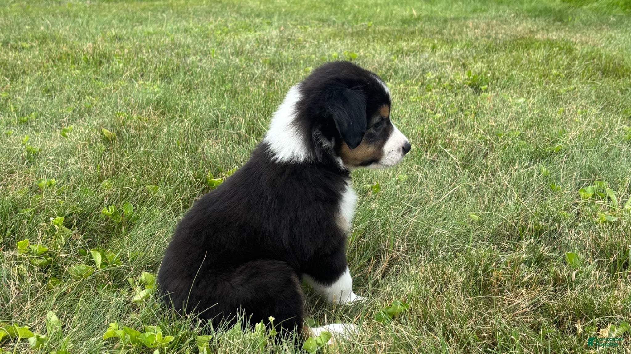 Miniature Australian Shepherd dogs Miniature Australian Shepherd Puppy 6 - Ad 2