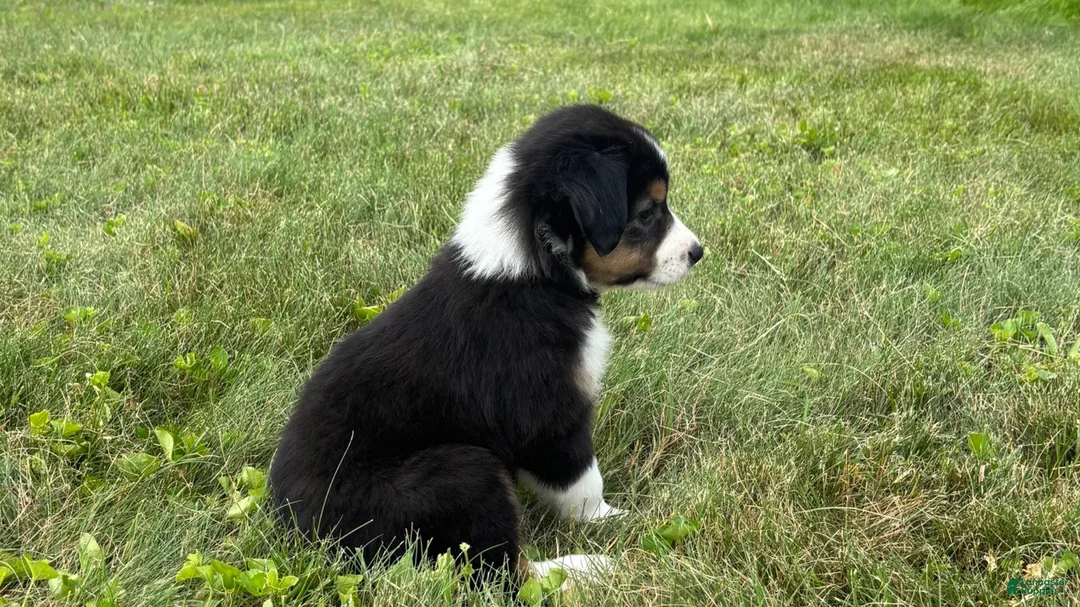 Miniature Australian Shepherd dogs for sale: Miniature Australian Shepherd Puppy 6 - Ad 2
