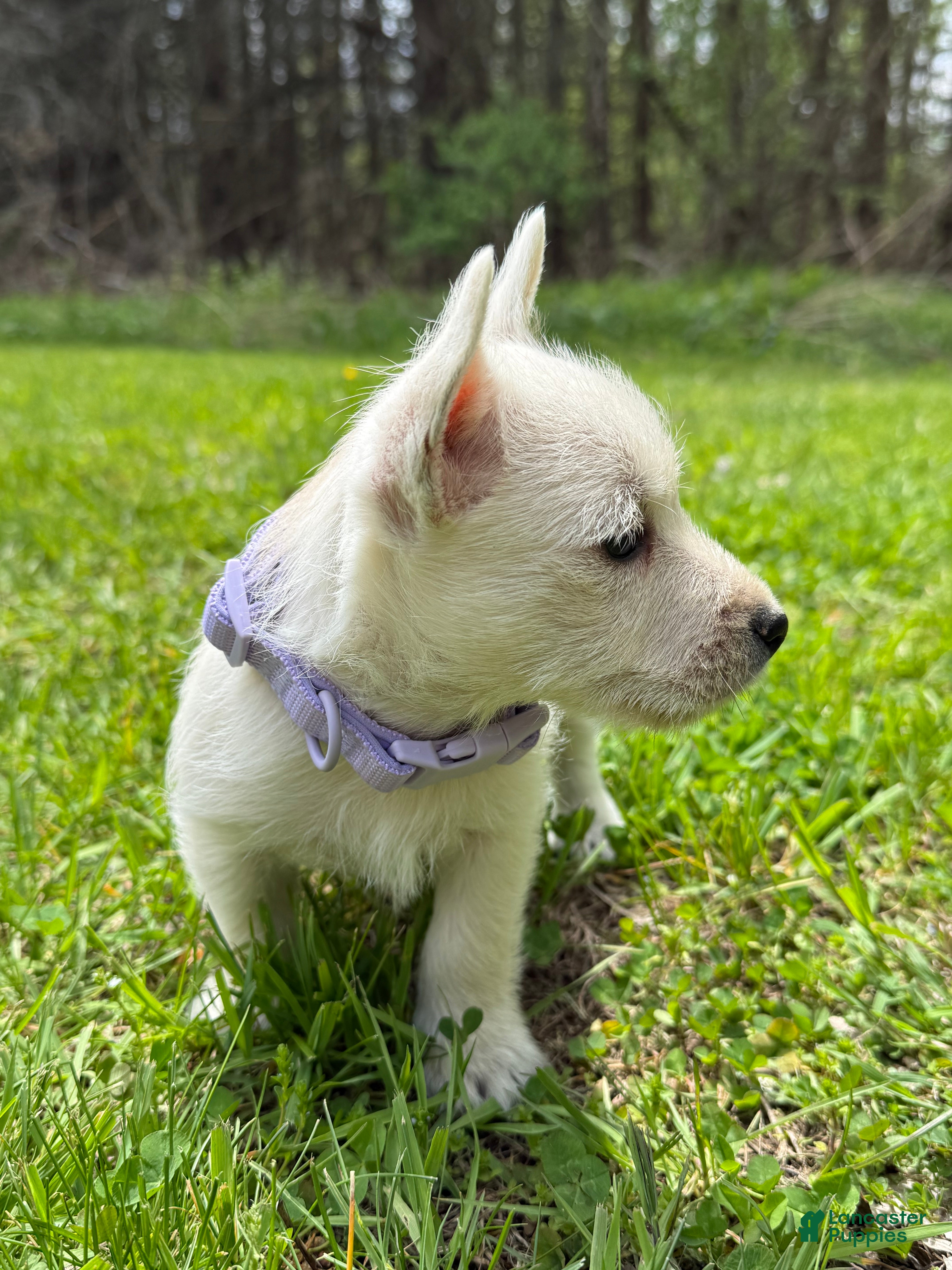West Highland Terrier dogs West Highland Terrier Puppy 4 - Ad 2