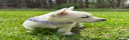 West Highland Terrier dogs for sale: West Highland Terrier Puppy 4 - Ad 2