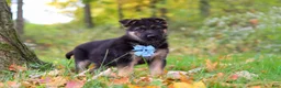 German Shepherd dogs for sale: Richard - Ad 6
