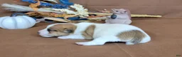 Jack Russell Terrier dogs for sale: TONKA purebred JRT - Ad 6