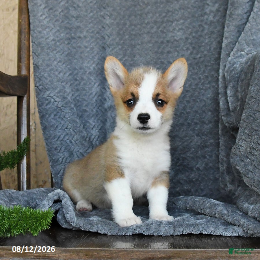 Welsh Corgi Pembroke dogs Fern - Ad 1