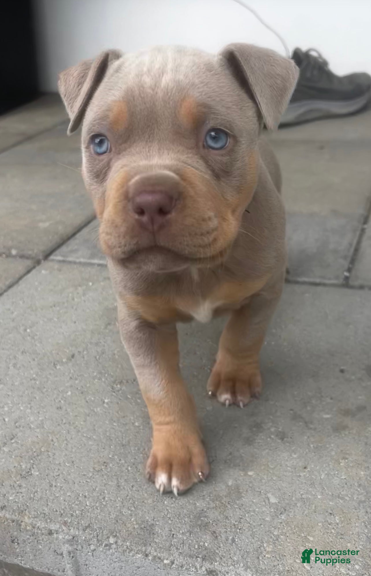 American Bully dogs Callie - Ad 42