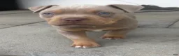 American Bully dogs for sale: Callie - Ad 1