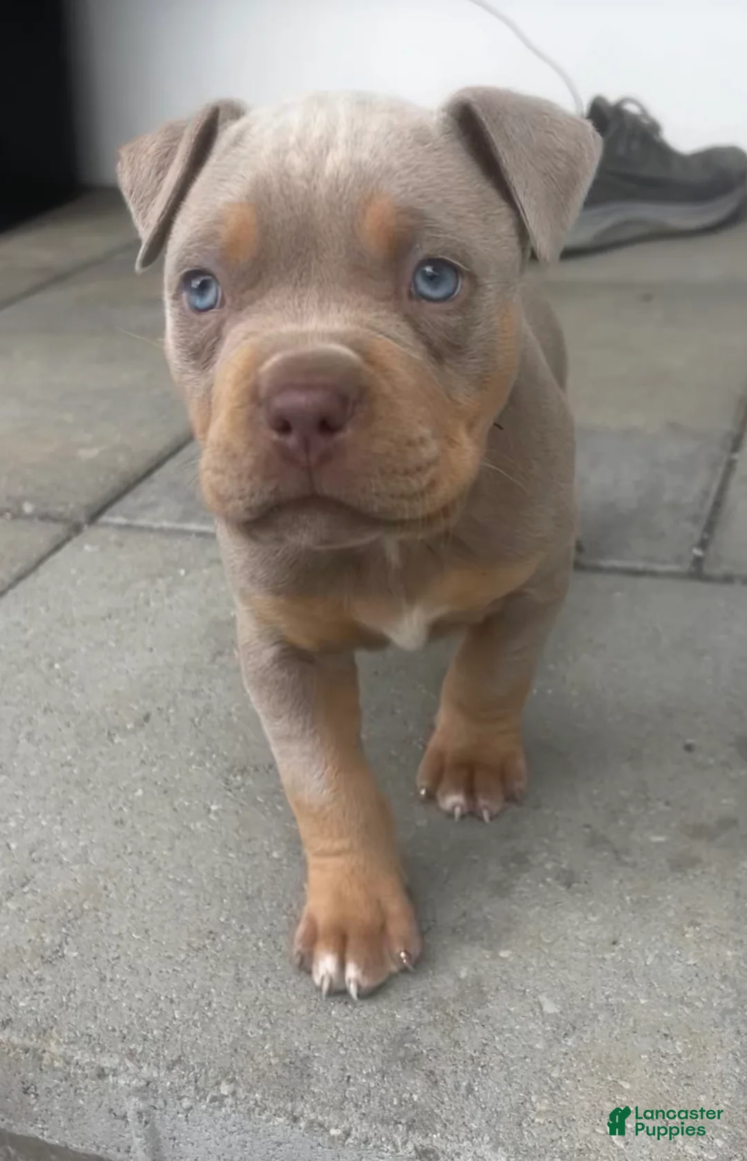 American Bully dogs for sale: Callie - Ad 1
