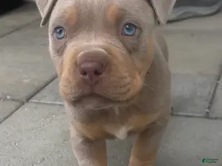 American Bully dogs Leia - Ad 3
