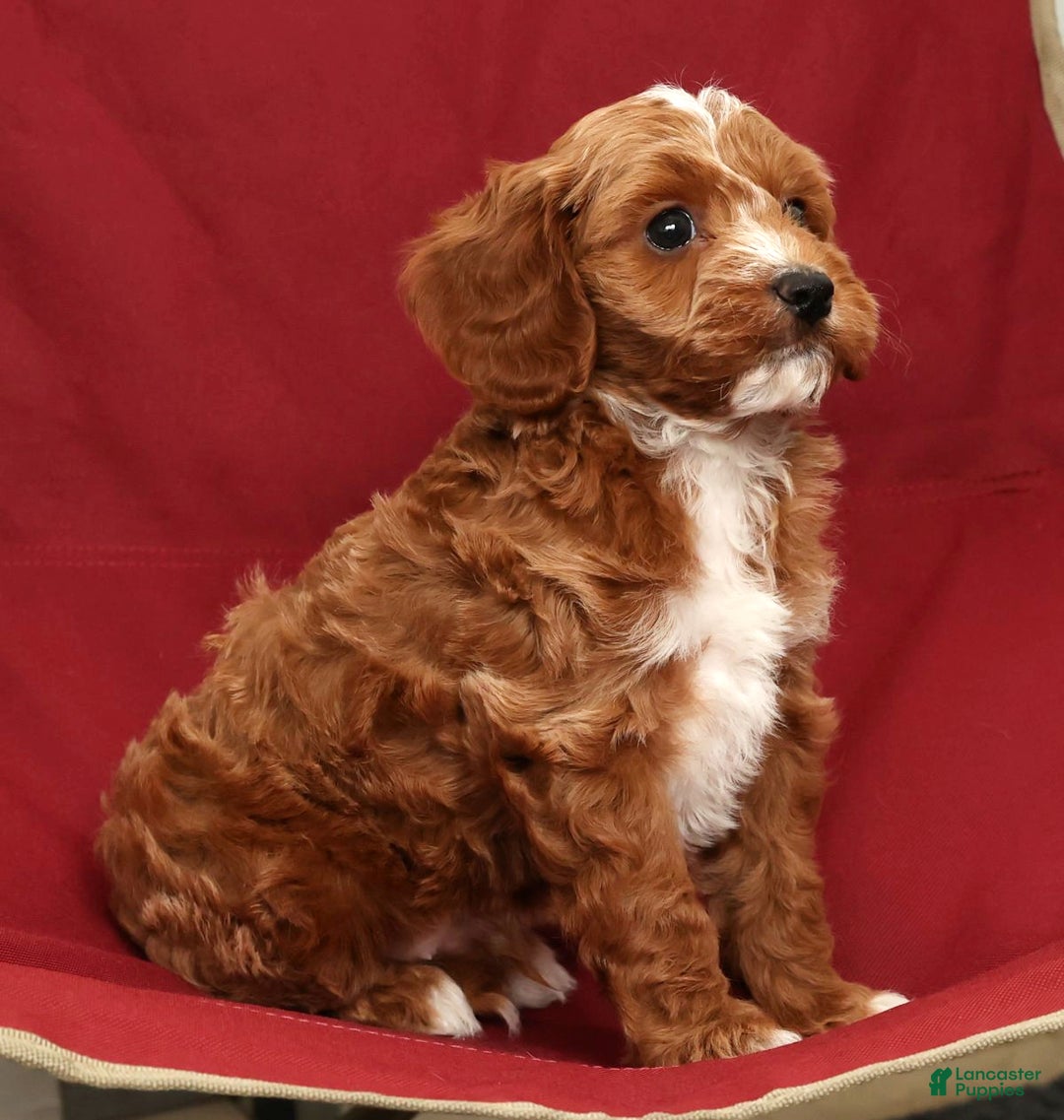 Cavapoo dogs for sale: Jimmy - Ad 8
