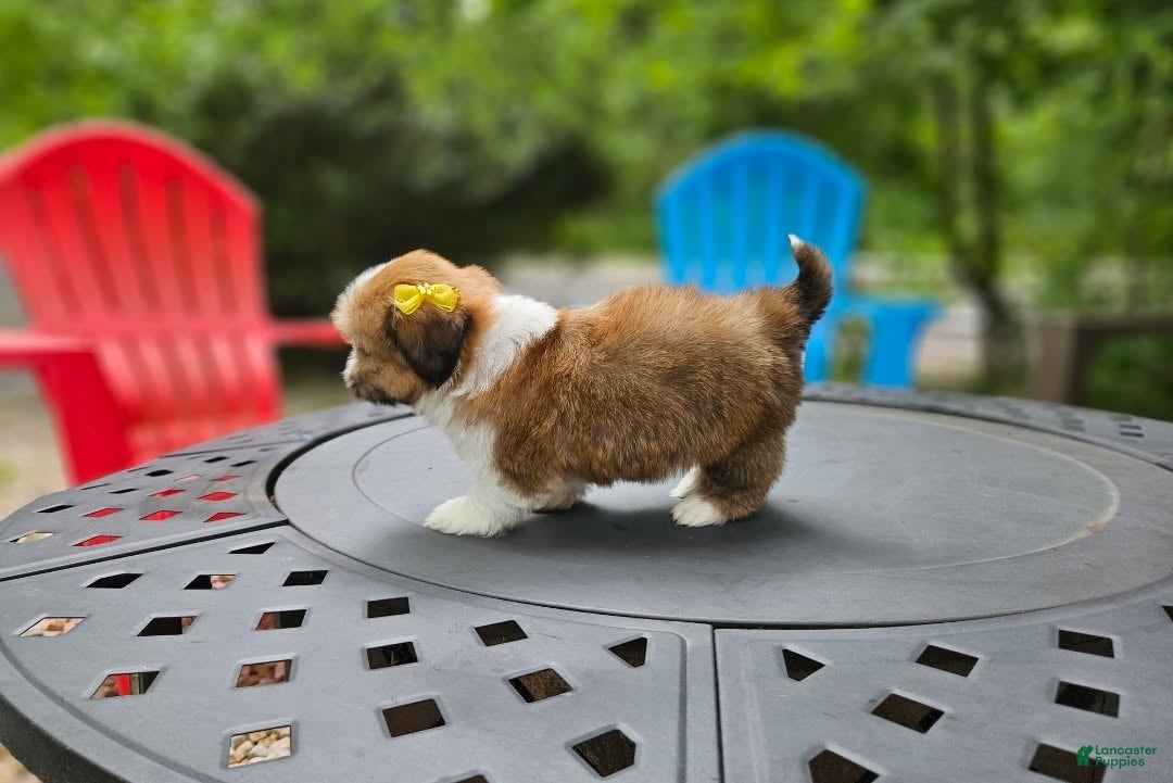 Shih Tzu dogs for sale: Shih Tzu Puppy 4 - Ad 4