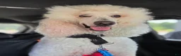 Standard Poodle dogs for sale: Achilles - Ad 13