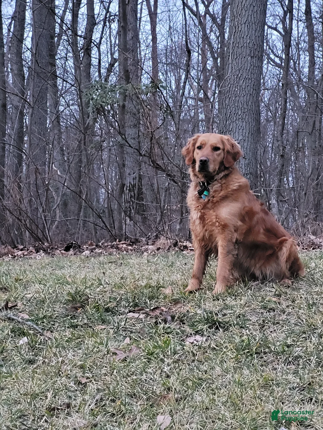 Golden Retriever dogs for sale: Hunter - Ad 5
