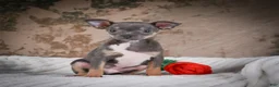 Chihuahua dogs for sale: Curby - Ad 4