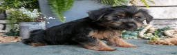 Yorkshire Terrier dogs for sale: Cinnamon - Ad 3