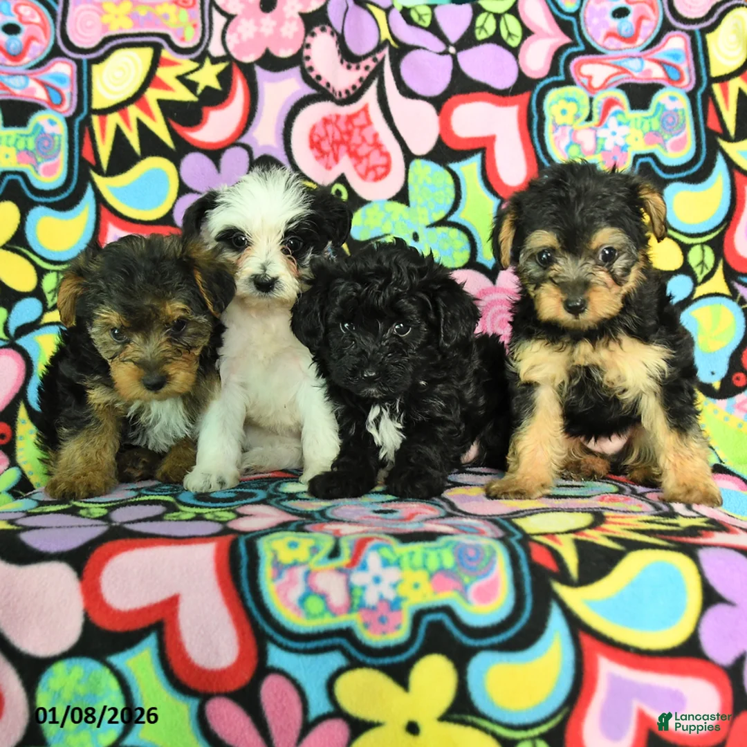 Yorkiepoo dogs for sale: Hugh - Ad 5