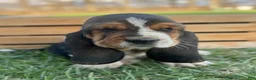 Basset Hound dogs for sale: Oscar - Ad 10