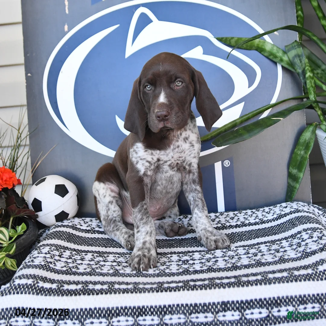 German Shorthaired Pointer dogs for sale: Cody - Ad 1