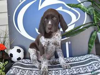 German Shorthaired Pointer dogs for sale: Cody - Ad 1
