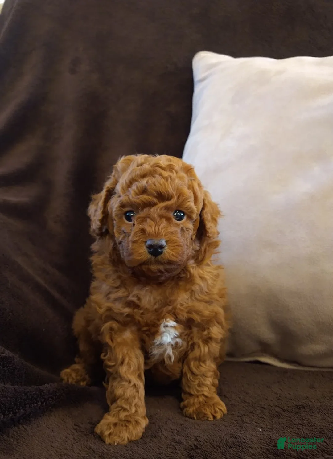 Toy Poodle dogs for sale: Archie - Ad 1