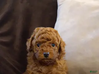 Toy Poodle dogs for sale: Archie - Ad 4