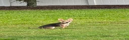 Chihuahua dogs for sale: Nova - Ad 2