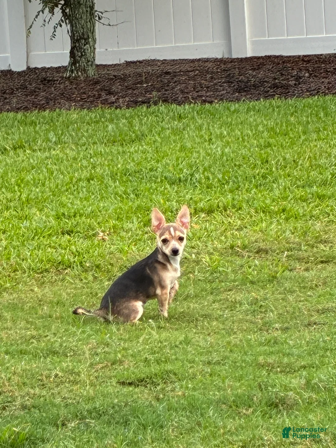 Chihuahua dogs for sale: Nova - Ad 2