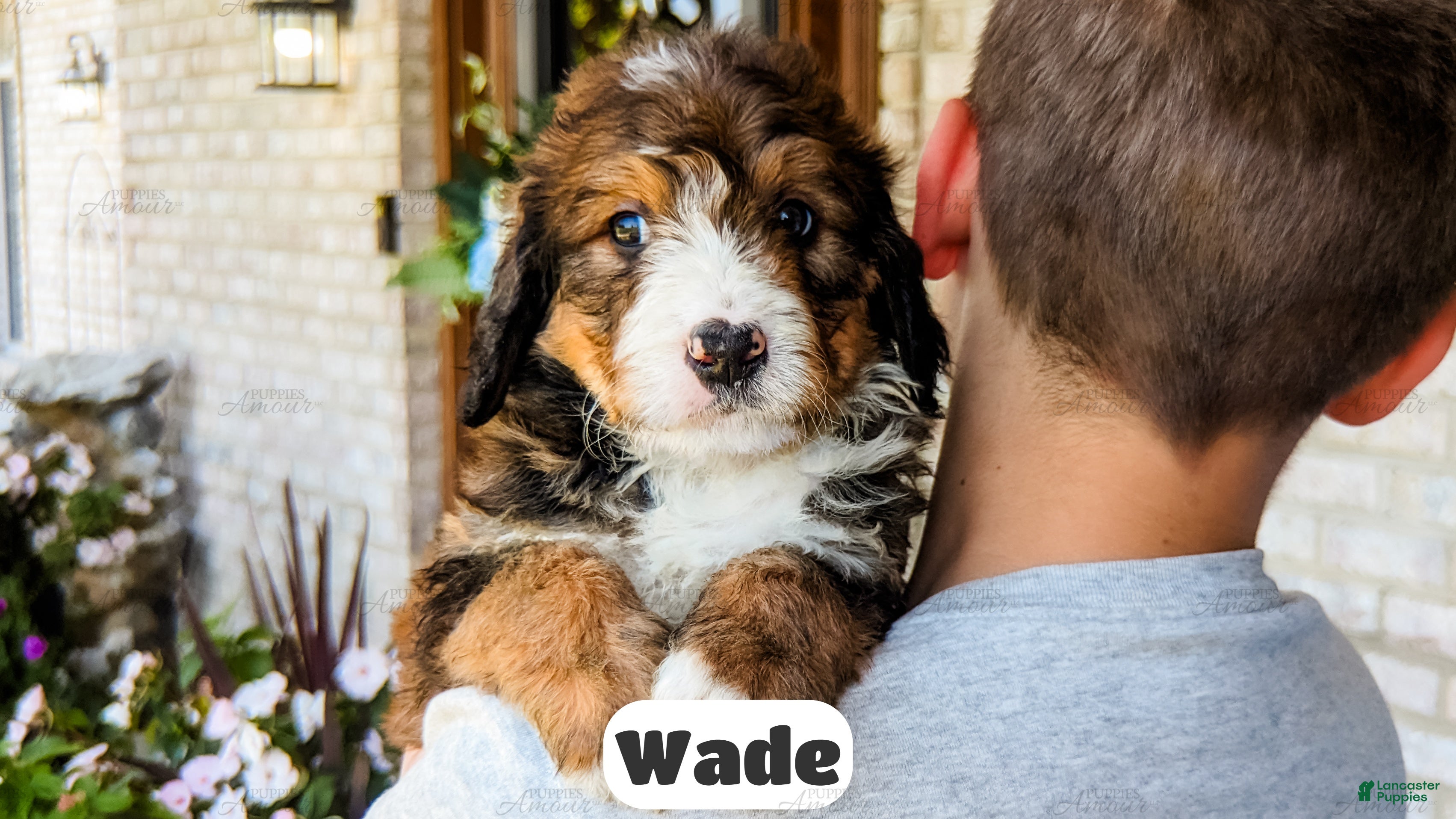 Bernedoodle dogs Wade - Ad 2