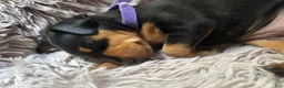 Miniature Pinscher dogs for sale: Miniature Pinscher 1 (plum) - Ad 5