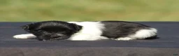 Havanese dogs for sale: Dixie - Ad 3
