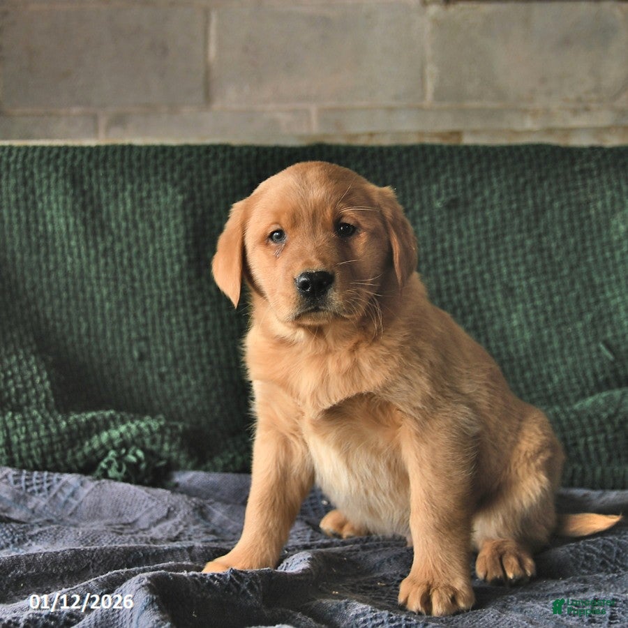 Goldador dogs Sailor  - Ad 6