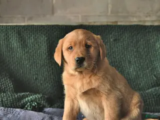 Goldador dogs Sailor - Ad 3