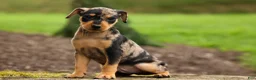Miniature Pinscher dogs for sale: ACE - Ad 12