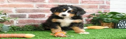 Bernese Mountain Dog dogs for sale: Stockings  - Ad 10