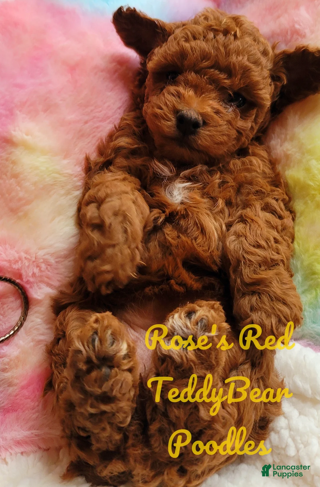 Toy Poodle dogs for sale: Toy Poodle 1 - Ad 2