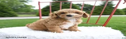 Cockapoo dogs for sale: Zippora - Ad 4