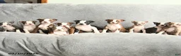 Boston Terrier dogs for sale: Dakota - Ad 5