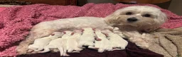 Coton De Tulear dogs for sale: Coton De Tulear 7 baxter - Ad 6
