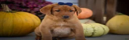 Labrador Retriever dogs for sale: NATHAN - Ad 5
